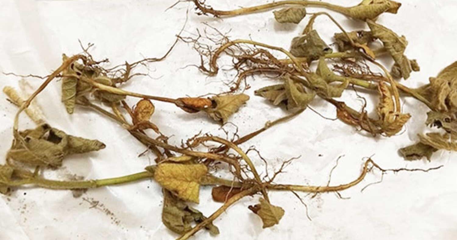Lab sees early charcoal rot - Vimarsana News