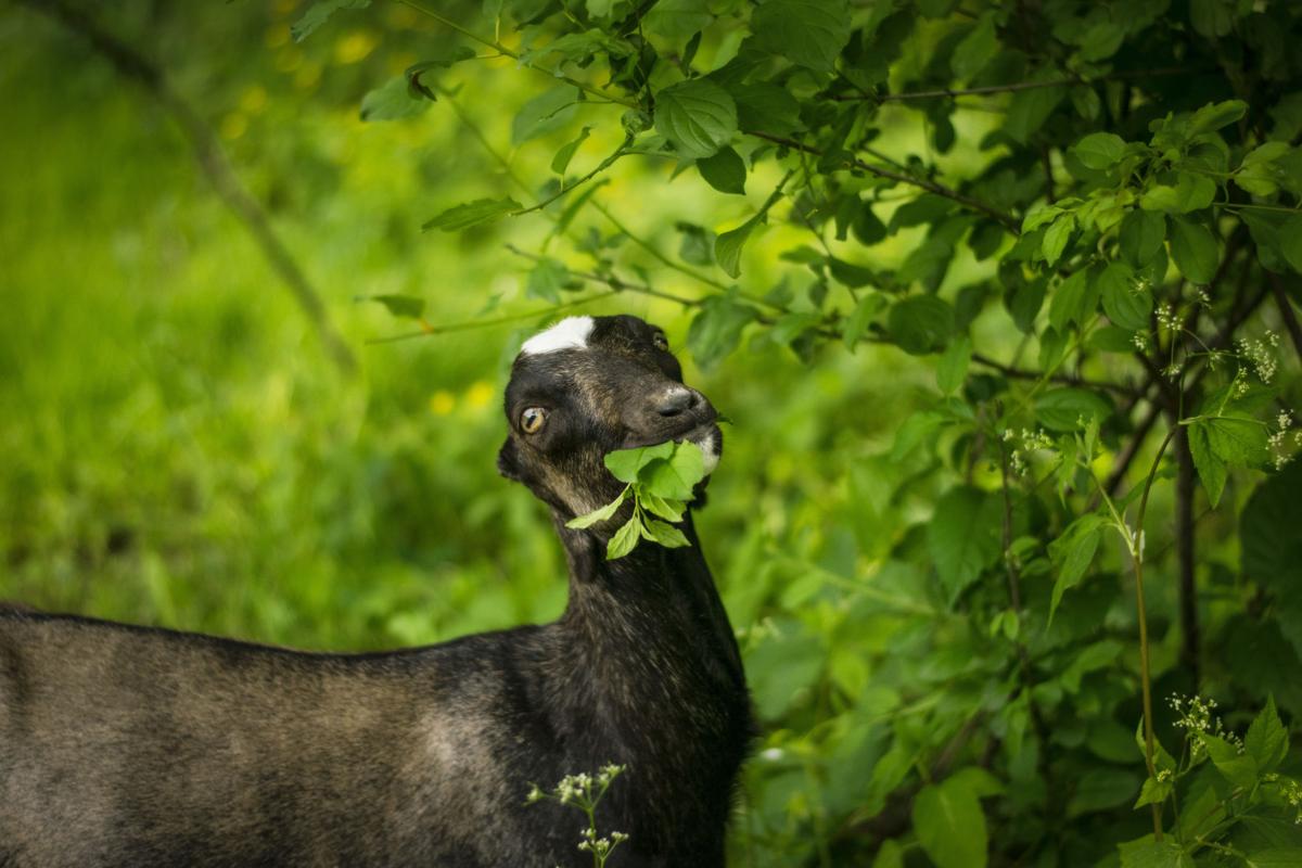 Goat in buckthorn