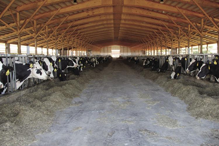 Freestalls for cows