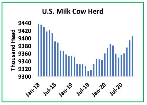 Dairy cows busy creating milk