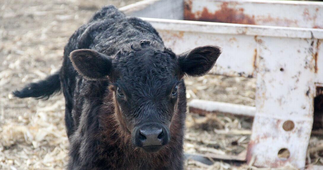 Wildfire calf health PIC 0318unl