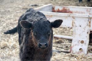 Vigilance in monitoring calf health following exposure to wildfire smoke