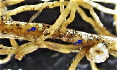 Soybean cyst nematodes