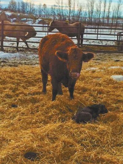 Barkers' heifer and calf