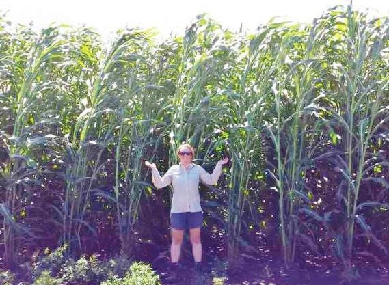 Caitlin Moore in sorghum field
