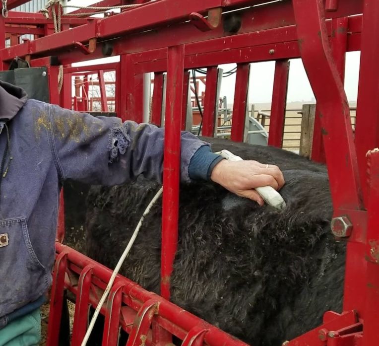 Carcass ultrasound evolves