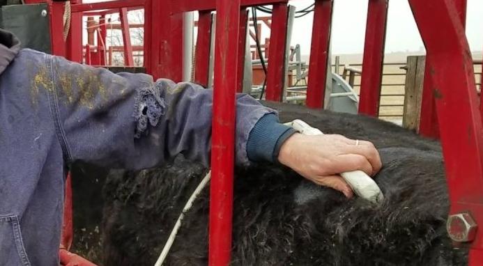Ultrasounding beef animal in shoot