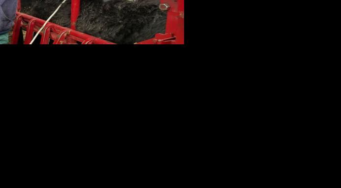Ultrasounding beef animal in shoot