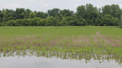 Water standing in field_Missouri