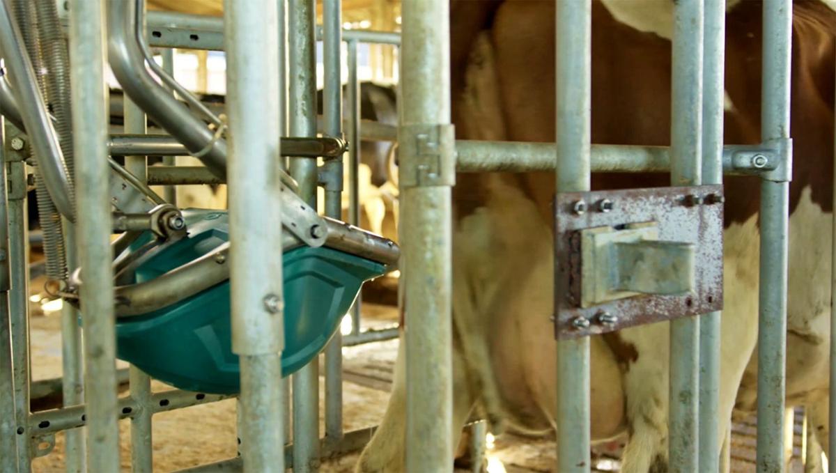 CowToilet