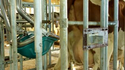 CowToilet