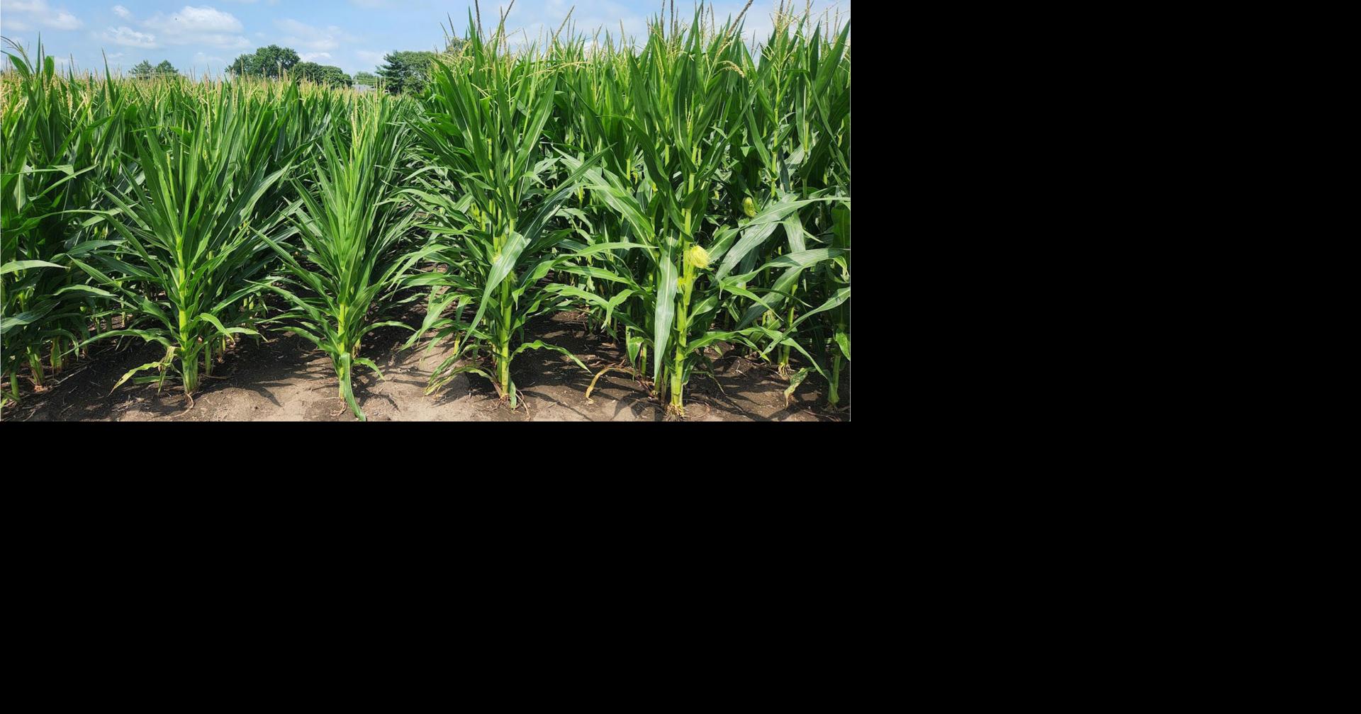 Below lauds short corn