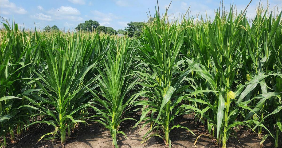 Below lauds short corn