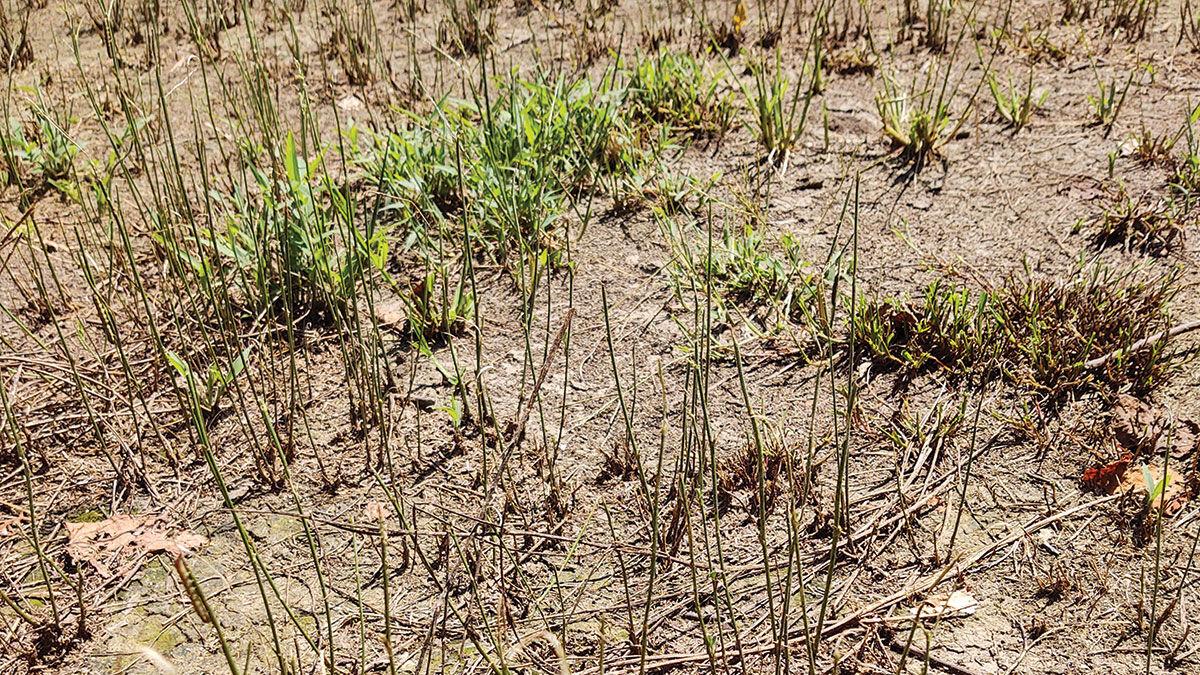alfalfa field damage from armyworms