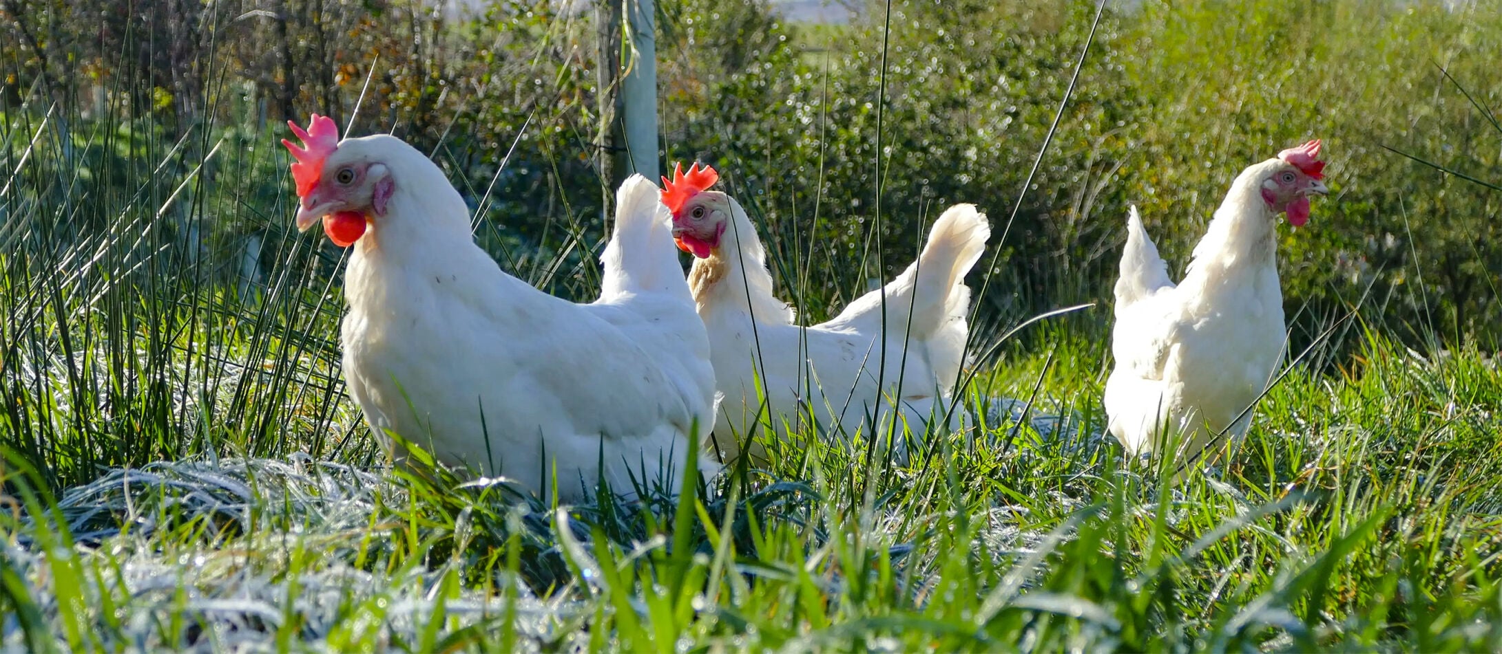 Chickens