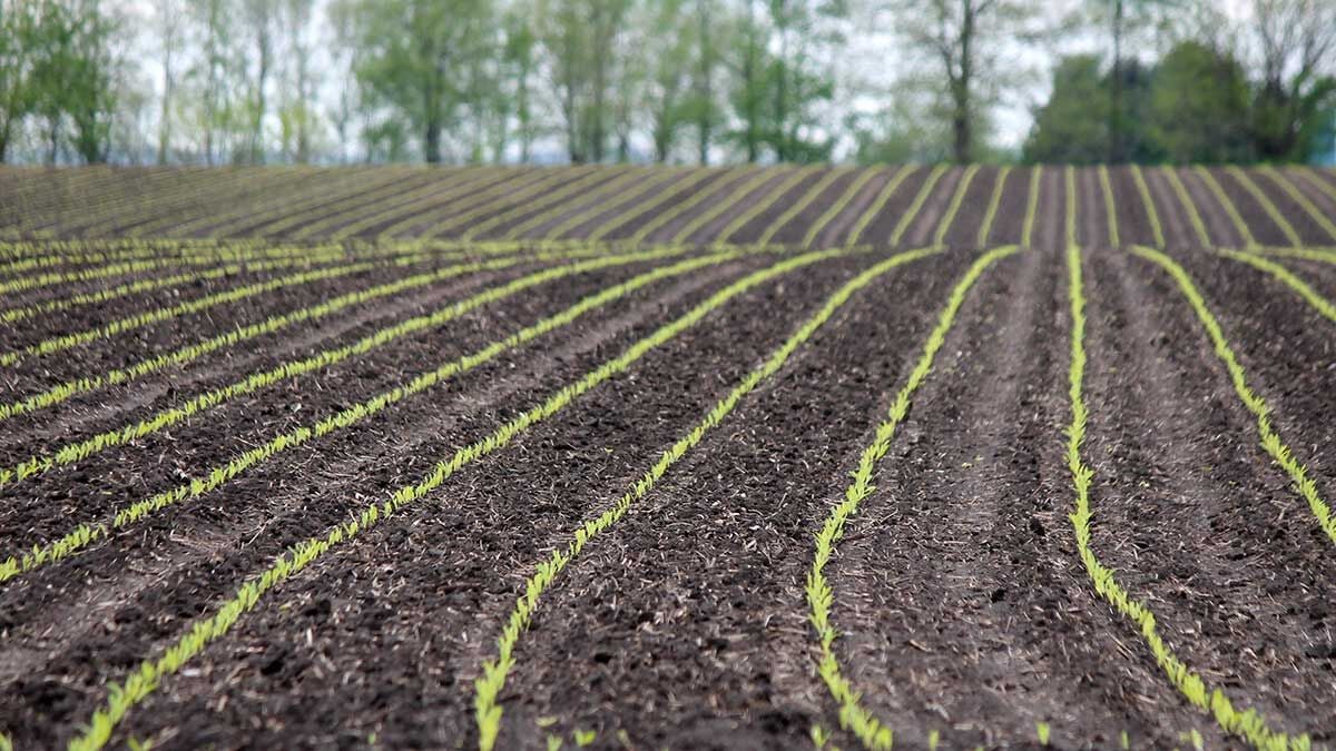 emerging corn and weed control
