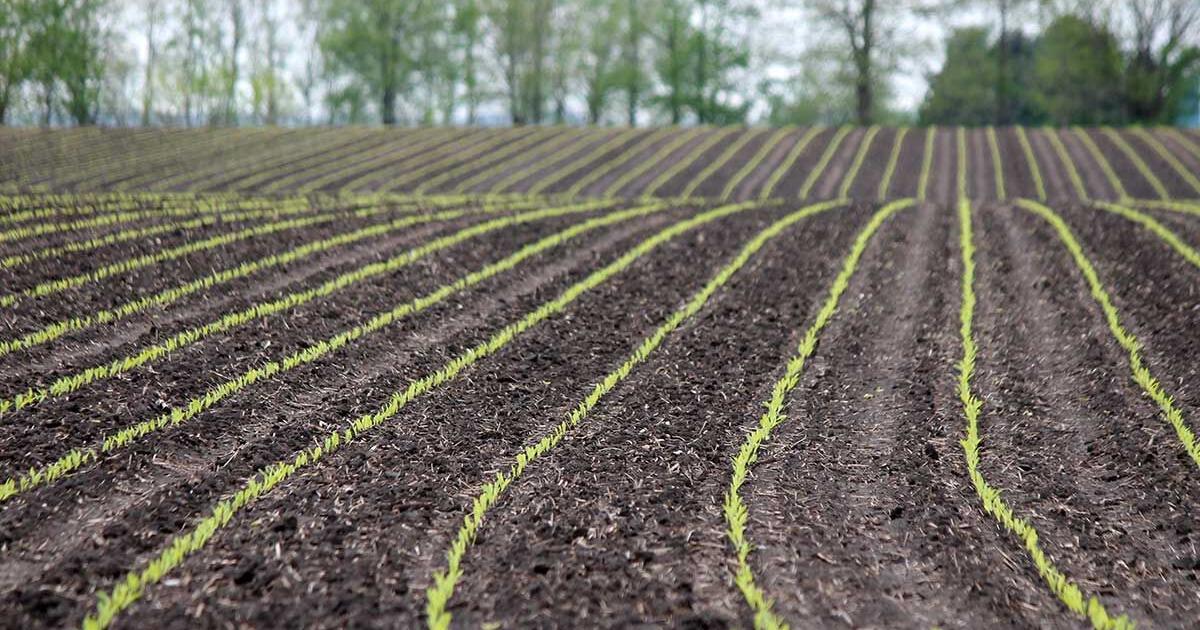 Consider growth stage when applying post-emergence herbicides