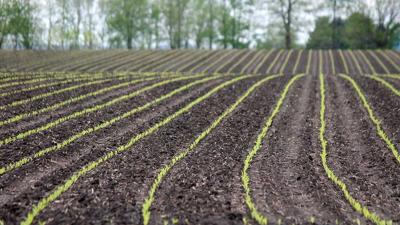 emerging corn and weed control