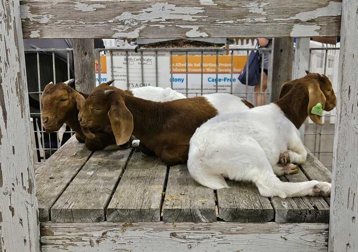 goats Iowa State Fair
