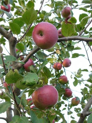 Apple tasting party: Simple ‘pairings,’ bushels of fun