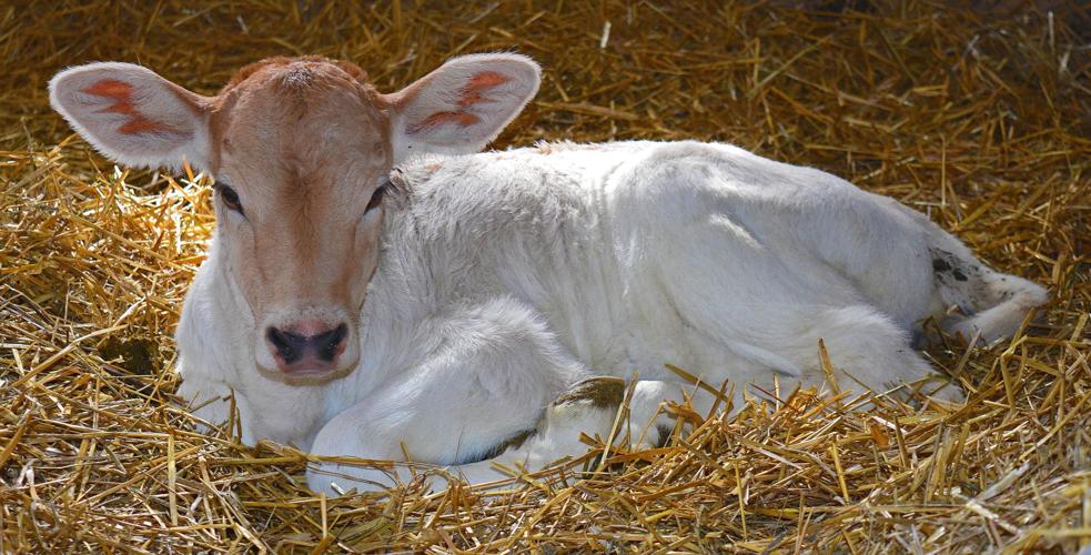 Heifer calf