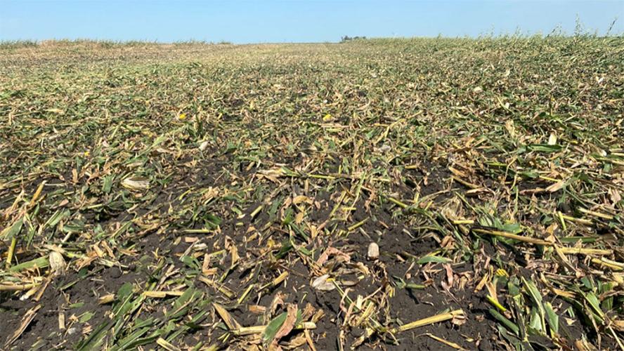 High-speed disk in downed corn.