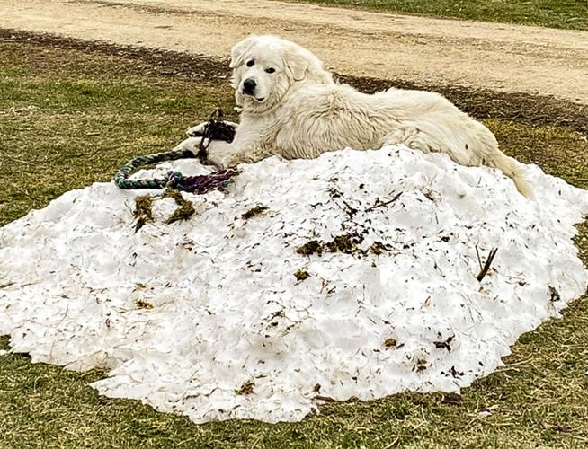 Candid Canine Corner