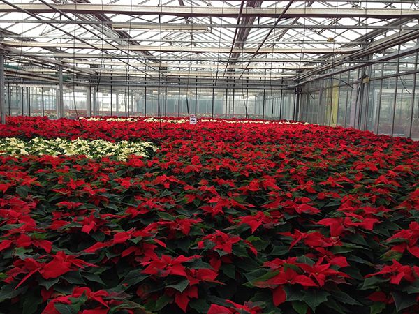 Poinsettias are bigger than ‘just Christmas’