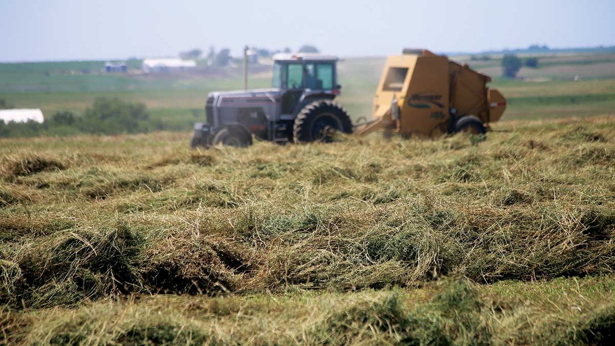 second or third cutting of hay