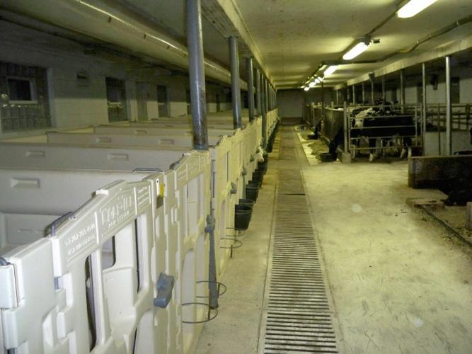 Cow comfort is key at Maple Creek Dairy III