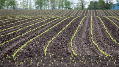 Emerging-Corn