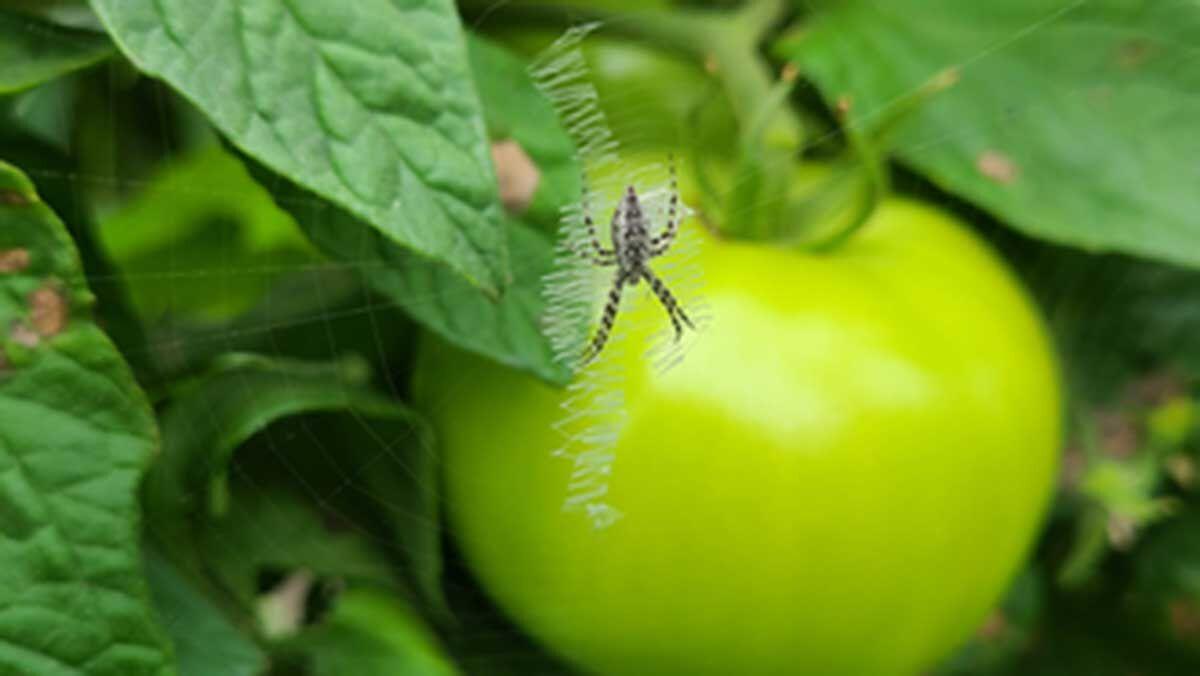蜘蛛从蔬菜植物上吃害虫