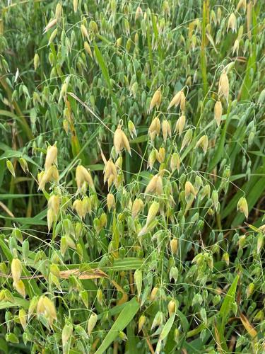 Oats close up