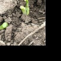 Discover barriers to crop establishment