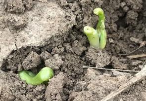 Broken hypocotyls