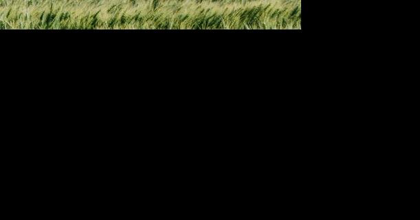 DREC, WREC present research to farmers during summer field days - Vimarsana News