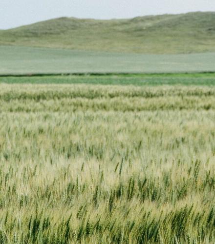 NDSU field days