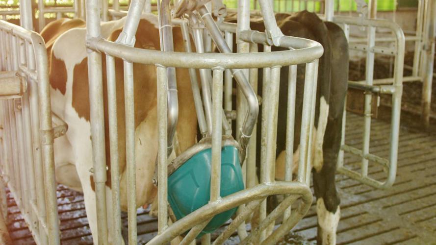 CowToilet