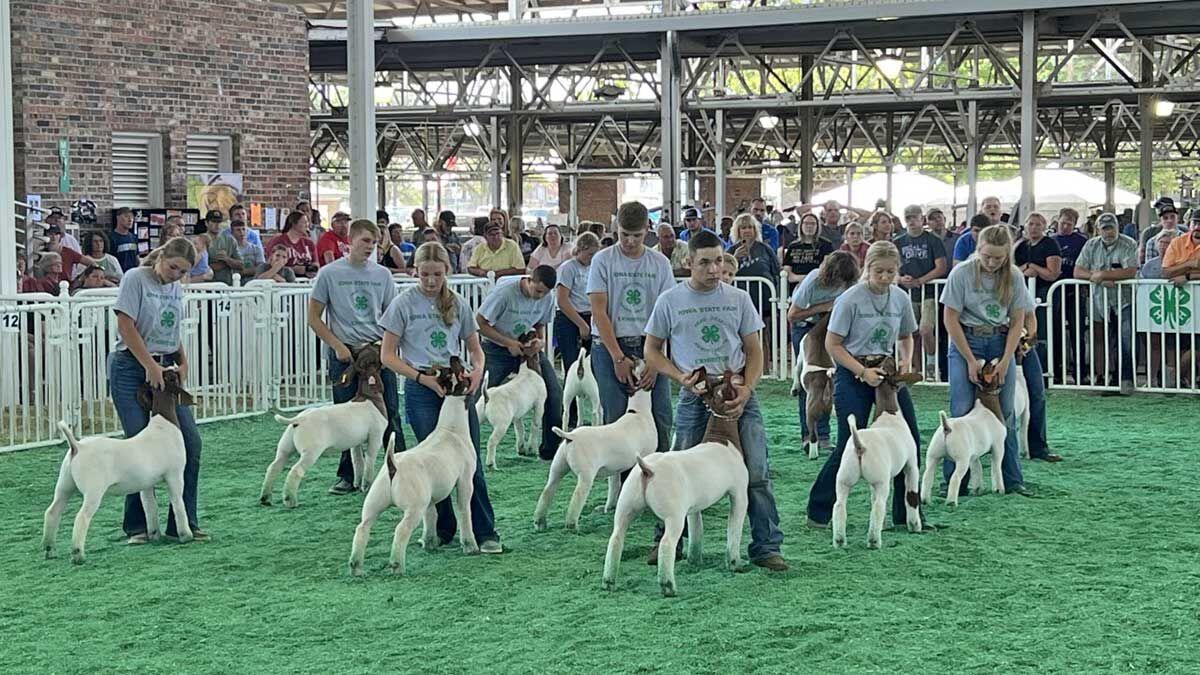 4-H youth show meat goats at the 2022 Iowa State Fair.