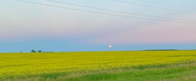 Canola
