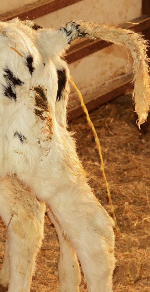 tips-offered-for-managing-calf-diarrhea-dairy-agupdate