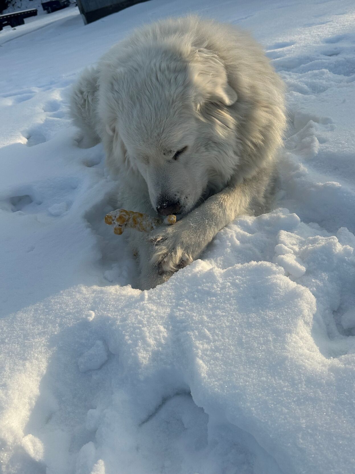 Candid Canine Corner