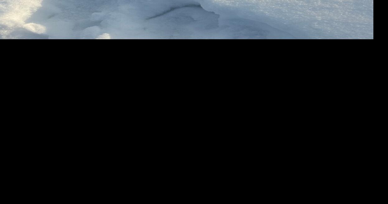 Candid Canine Corner