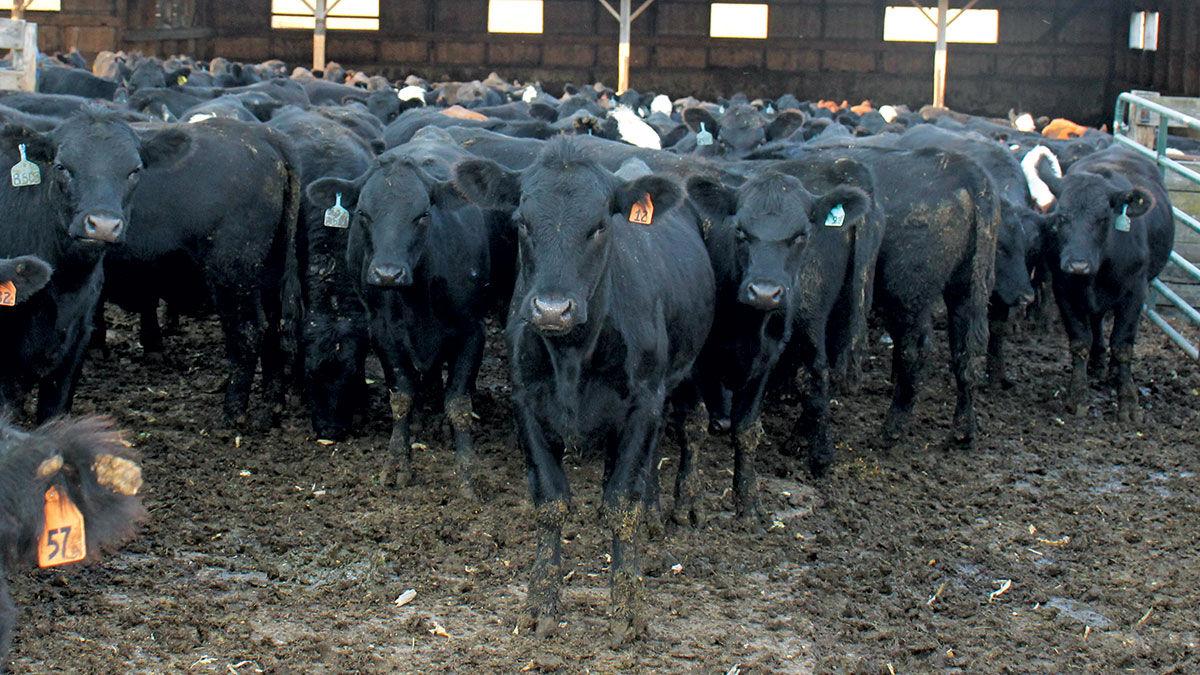 Cattle in feedlot