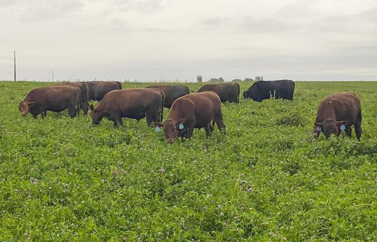 Cattle on pasture field