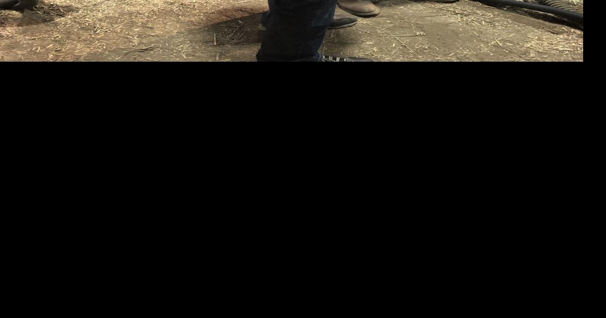 Livestock show 3.jpeg