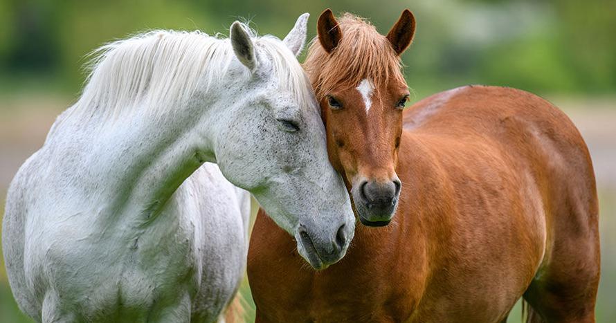Health commissioner urges biosecurity