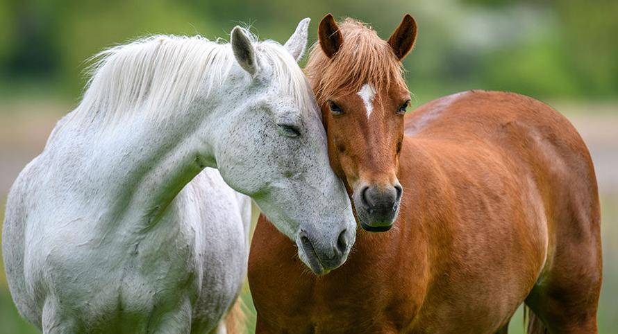 Two horses embracing in friendship