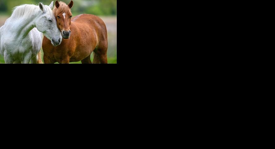 Two horses embracing in friendship