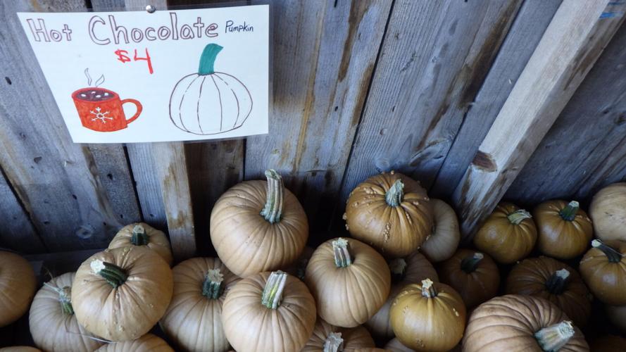 Hot chocolate pumpkin